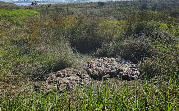 Two piles of offal have been left beside a State Highway 2 layby.