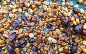 Coffee beans drying