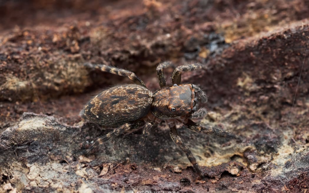A new species of native jumping spider has been discovered in a Rotorua forest that's been restored by a local tourism company.