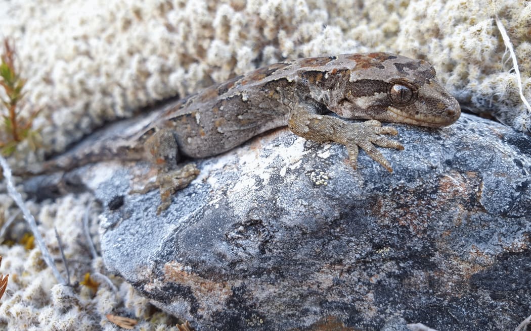 Cupola gecko