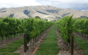 Blenheim vineyard.
