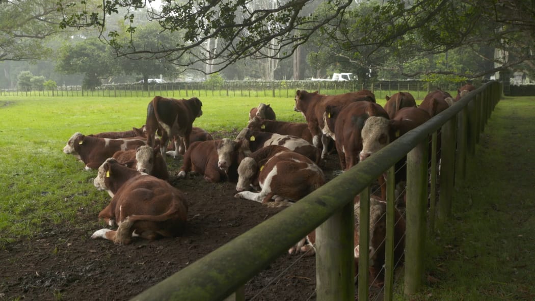 Cows at Maungakiekie's Cornwall Park.