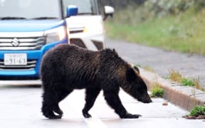 A brown bear walks on a road in Shari Town, Hokkaido, on 22 September, 2023.