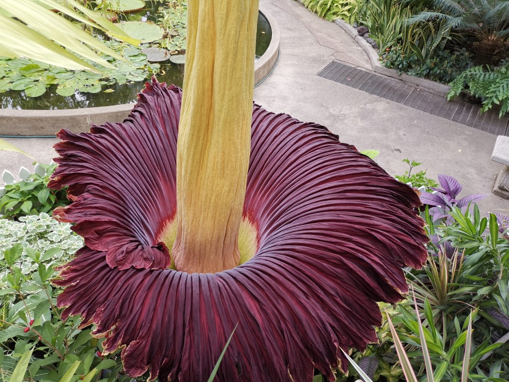 The Amorphophallus titanum, also known as the corpse flower, in full blossom at the Winter Garden in Auckland Domain.