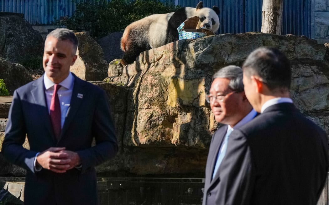 Wang Wang the panda (top) chews a box as South Australian Premier Peter Malinauskas and China's Premier Li Qiang listen to a zoo ranger at the Adelaide Zoo in Adelaide on June 16, 2024. (Photo by Asanka Ratnayake / POOL / AFP)