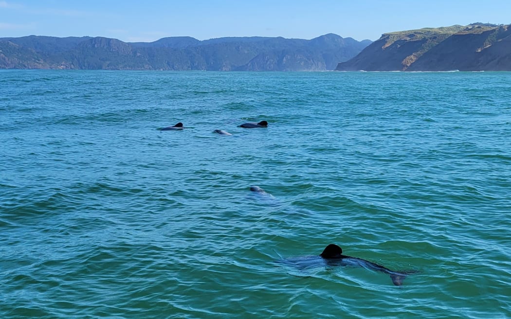 A 2021 survey for Māui dolphins, one of the world's rarest marine mammals.