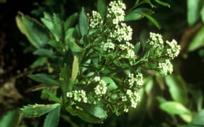 Cook's Scurvy Grass: Lepidium oleraceum