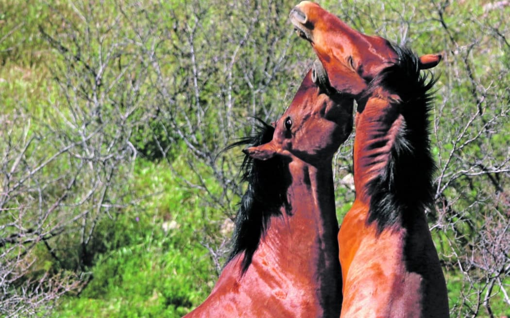 Stallions' natural instincts in the wild can cause them to be a potentially fatal danger to other horses and their riders.