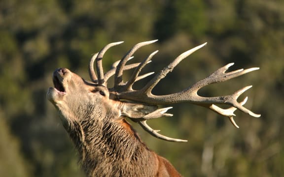 A red deer stag on the West Coast roars during its mating season.
