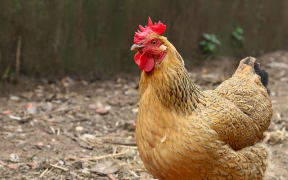 Chicken.