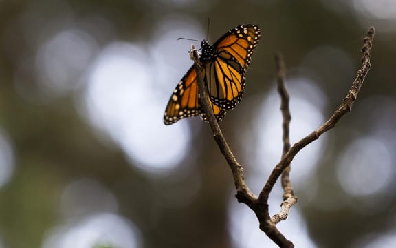 Monarch butterfly (Danaus plexippus) in the forest of, Ocampo municipality, Michoacan state, Mexico.Millions of the butterflies arrive each year to breed, after travelling more than 4500km from the United States and Canada.