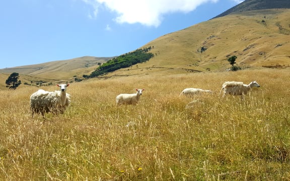 Wiltshire sheep