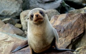 The Department of Conservation is trying to keep wildlife, like the fur seal, safe this summer.