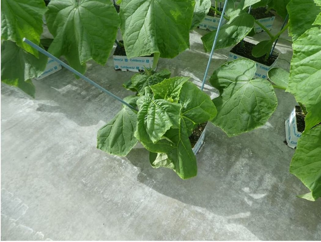 An affected (smaller) cucumber plant next to healthy ones.