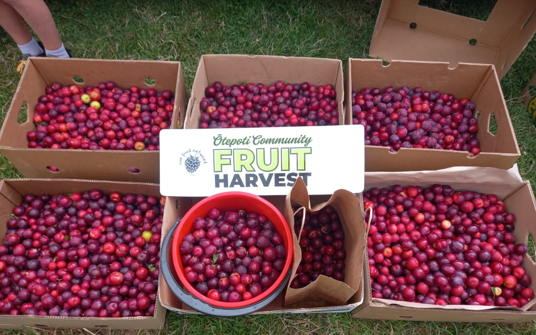 80kgs of homegrown plums in six boxes, picked in Dunedin backyards.