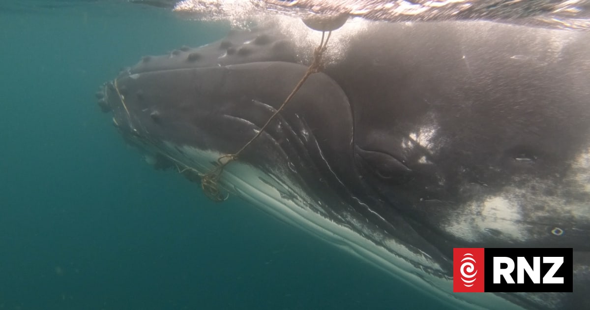 Humpback whale dies after being caught in rope | RNZ