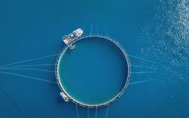 Aquaculture sector urged to seize export opportunities in India | RNZ