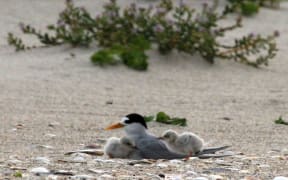 Fairy tern with chicks at Mangawhai