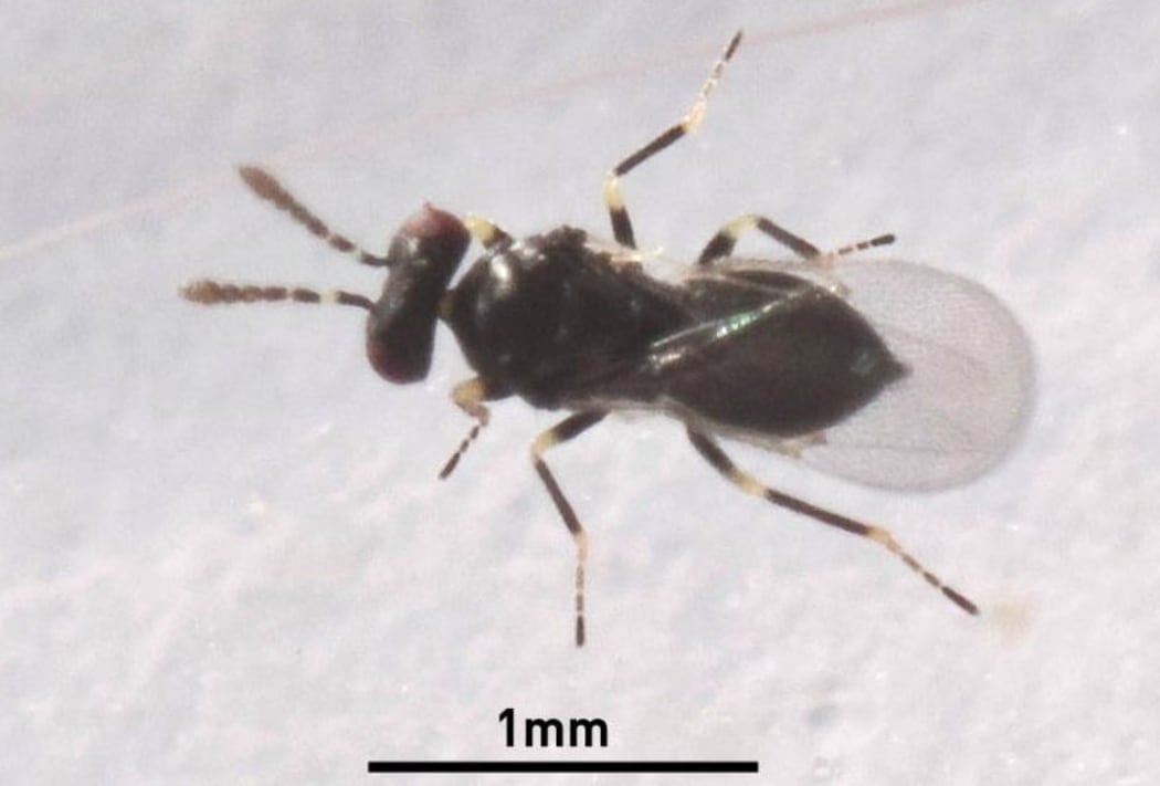 The Environmental Protection Authority has given the green-light for the introduction of the tamarixia wasp to control of the insect, the tomato-potato psyllid.