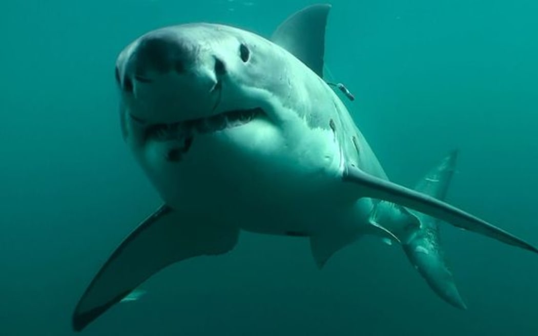 A great white shark at Stewart Island.