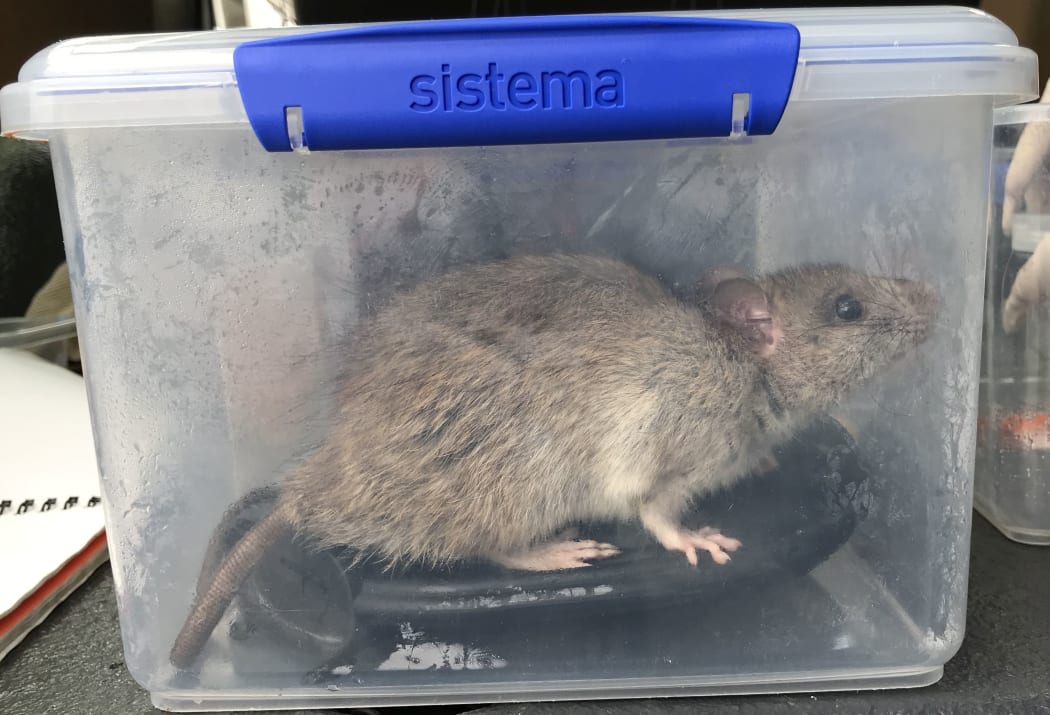 Larry the Roseneath ship rat, about to be fitted with a radio tracking collar.
