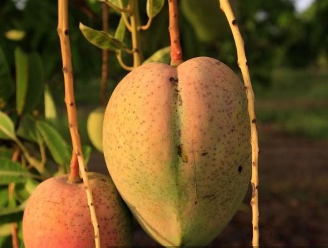 A mango farm in the Northern Territory