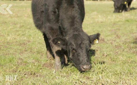 Auckland Council investigating cow attack