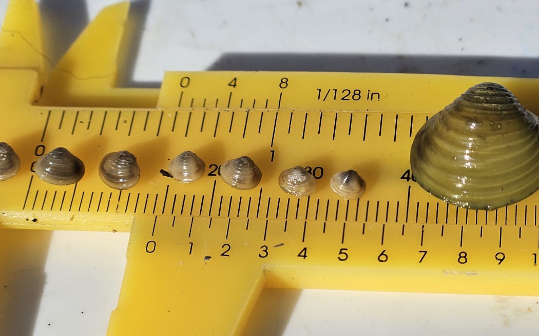 Eight gold clams are sitting on a bright yellow calipers. Seven of the clams are juvenile, and are very small in size, from 3-5mm. The final one, an older clam, is about 3cm.