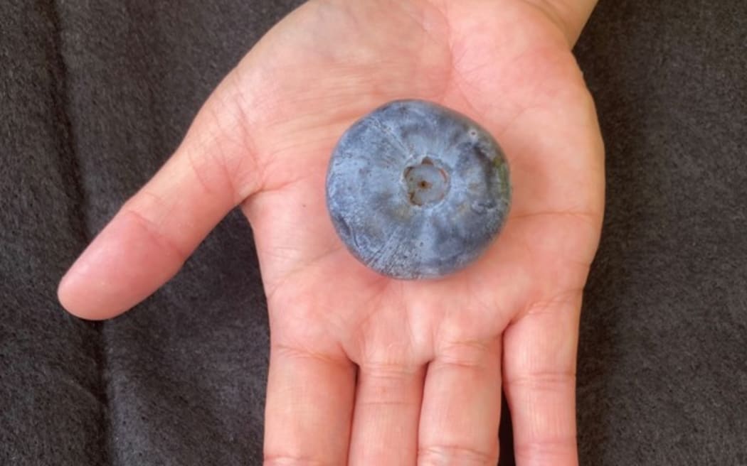 The Eterna is the world's largest variety of blueberry.
