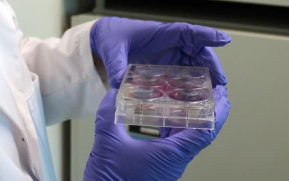 Growing skin in the lab.