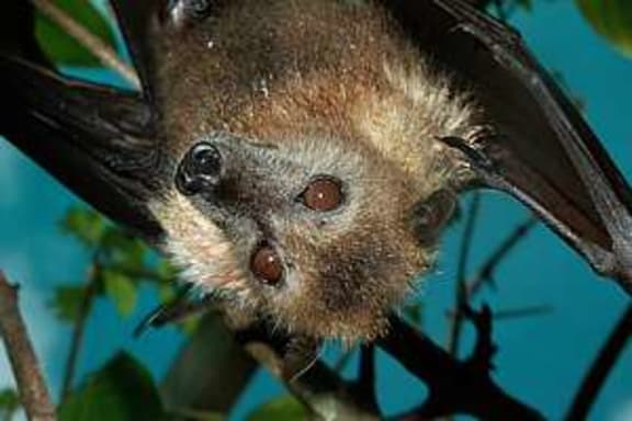 The Niuean fruit bat, the peka or flying fox.