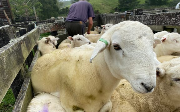 An Australian White crossed with a Wiltshire with part of its coat shedding.