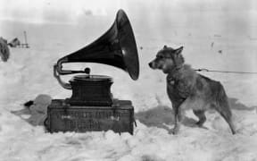 Robert Falcon Scott’s dog Chris, listening to the gramophone, Antarctica 1911.