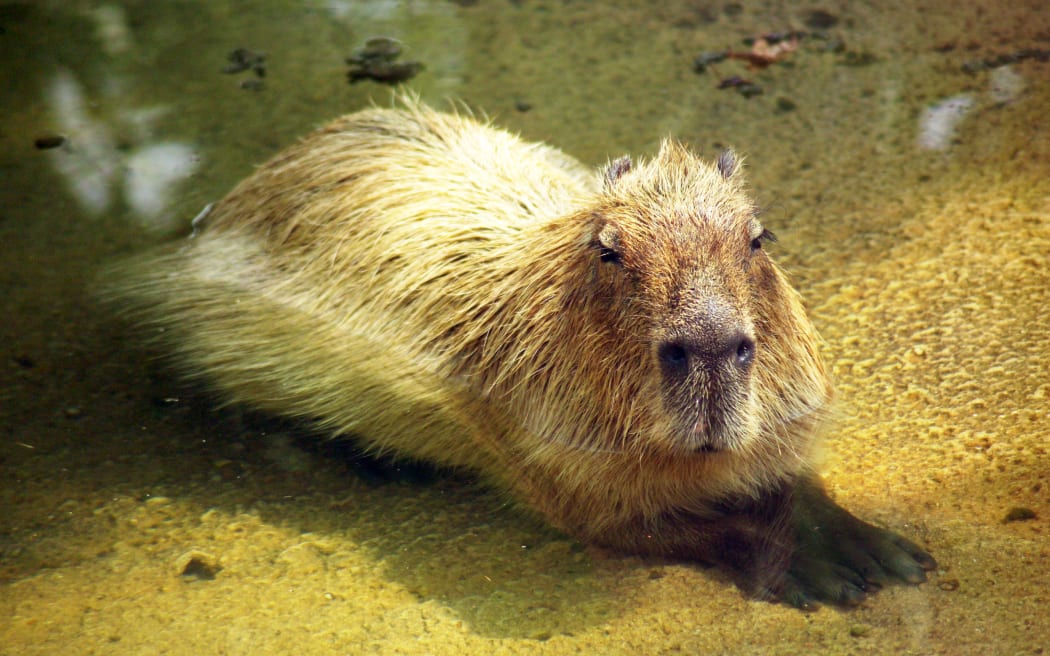 Capybara are the world's biggest rodents.