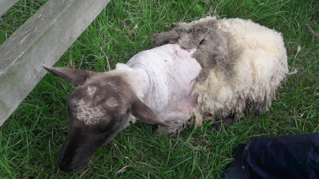 One of the affected sheep on Andrew Dyson's property in Clevedon.