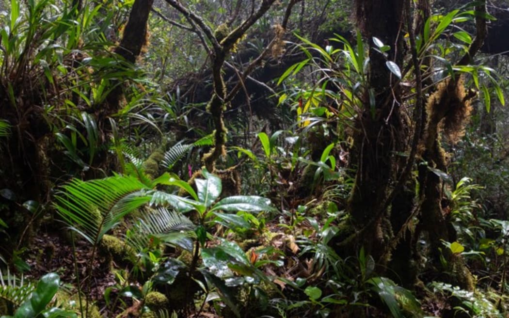 The habitat of Hylomys dorsalis, Mount Trus Madi, Sabah, Borneo, Malaysia, July 2016.