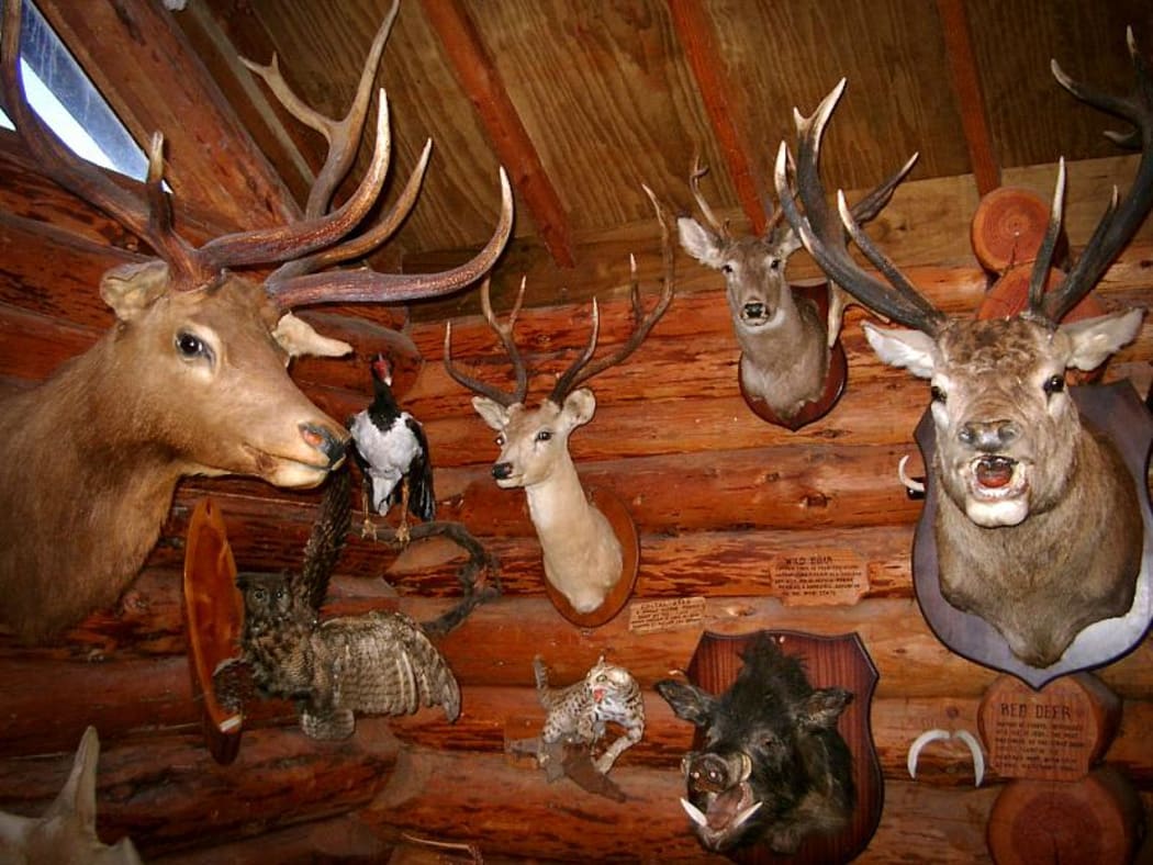 The Kahutara Taxidermy Gallery collection