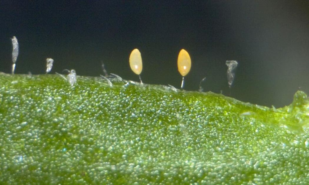 Tomato potato psyllid, Bactericera cockerelli (Hemiptera: Triozidae), eggs inserted in to plant leaf, note the empty egg shells
