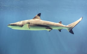 The blacktip reef shark (Carcharhinus melanopterus) easily identified by the prominent black tips on its fins. (Wikipedia)