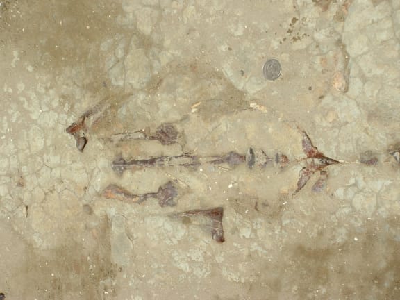 The fossil discovered by the JUNATS group before being cut from the ground.