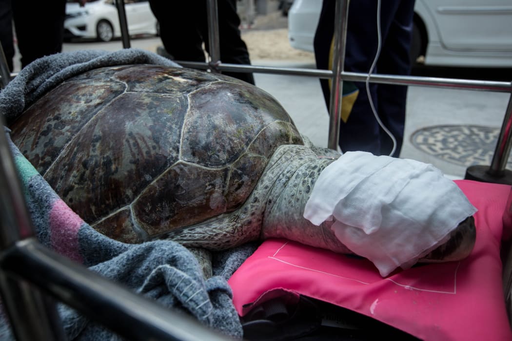 The turtle ate the coins after they were thrown into her enclosure for good luck.
