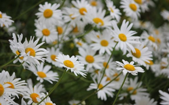 Bunch of daisies