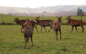 Stags on a deer farm in South Canterbury
