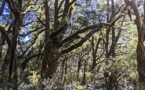 Festooned Beeches on the Milford Track