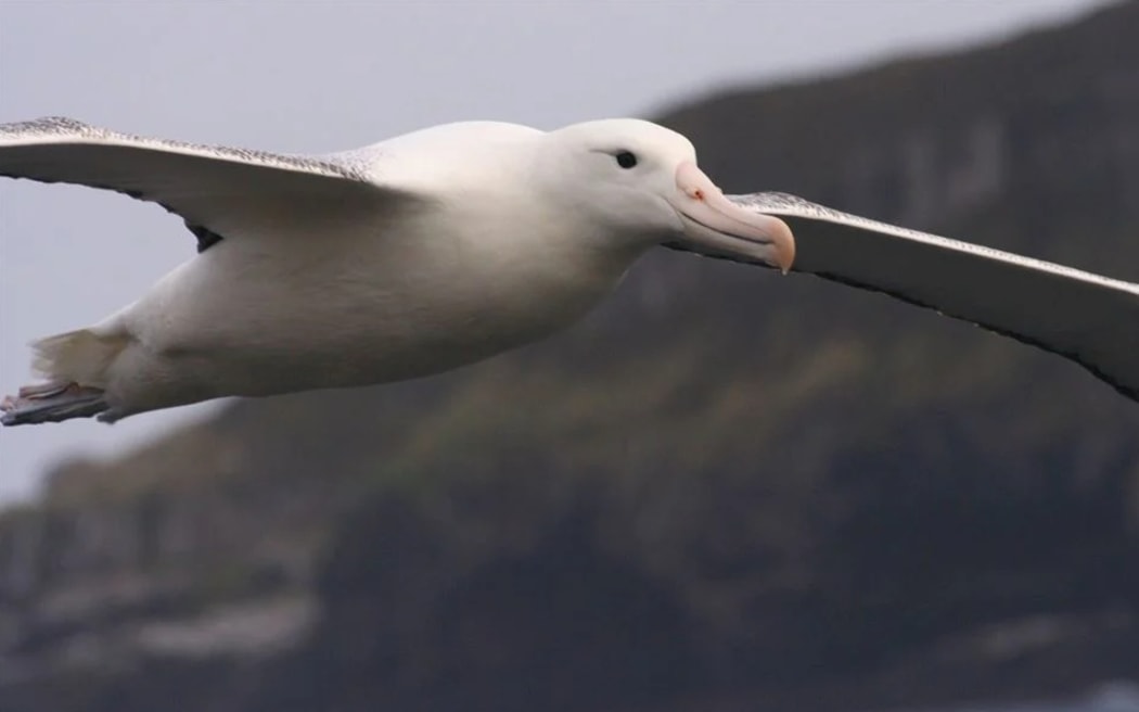 A toroa or northern royal albatross