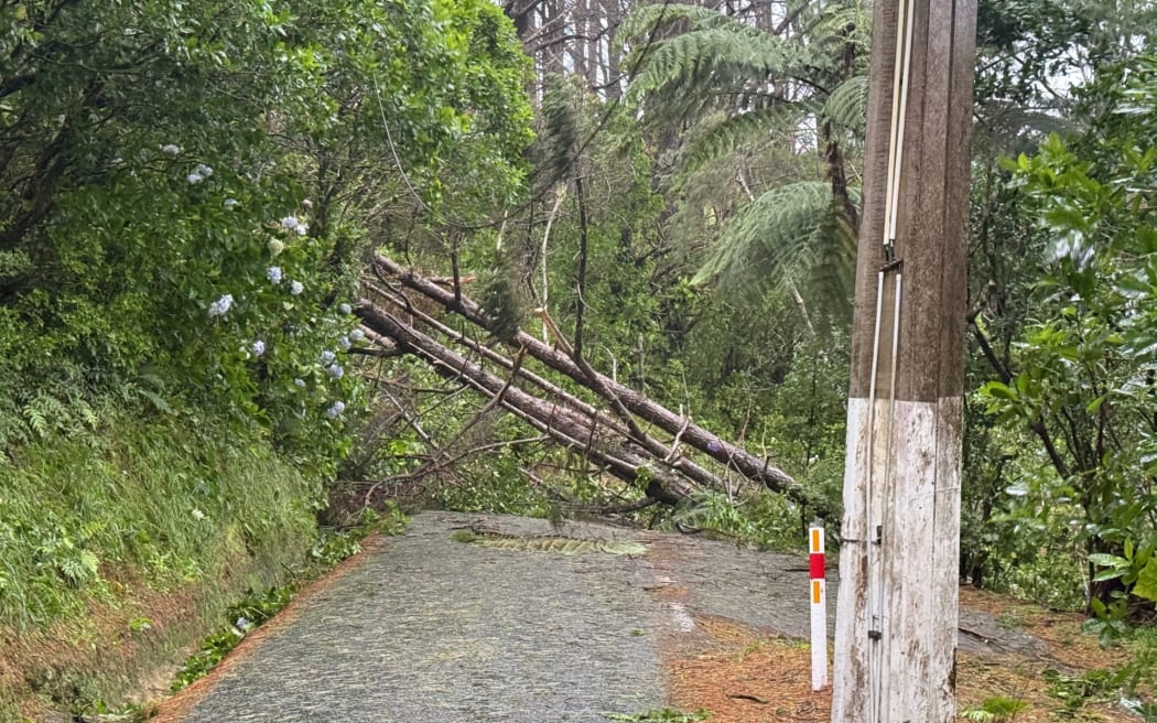 Trees down on Mount Victoria, February 2026.