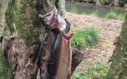 Poachers ran off leaving trout hanging in a tree when Fish and Game turned up.
