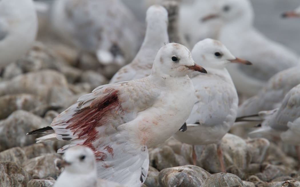 A gull injured by people driving 4WDs through their colony in North Canterbury.