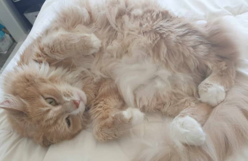 Katie Fitzgerald says she's fallen for the charms of cats and kittens, including trapping stray ones.