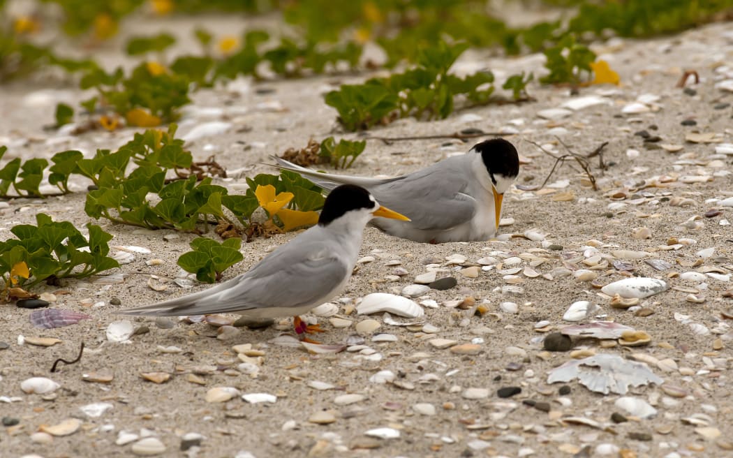 Fairy terns